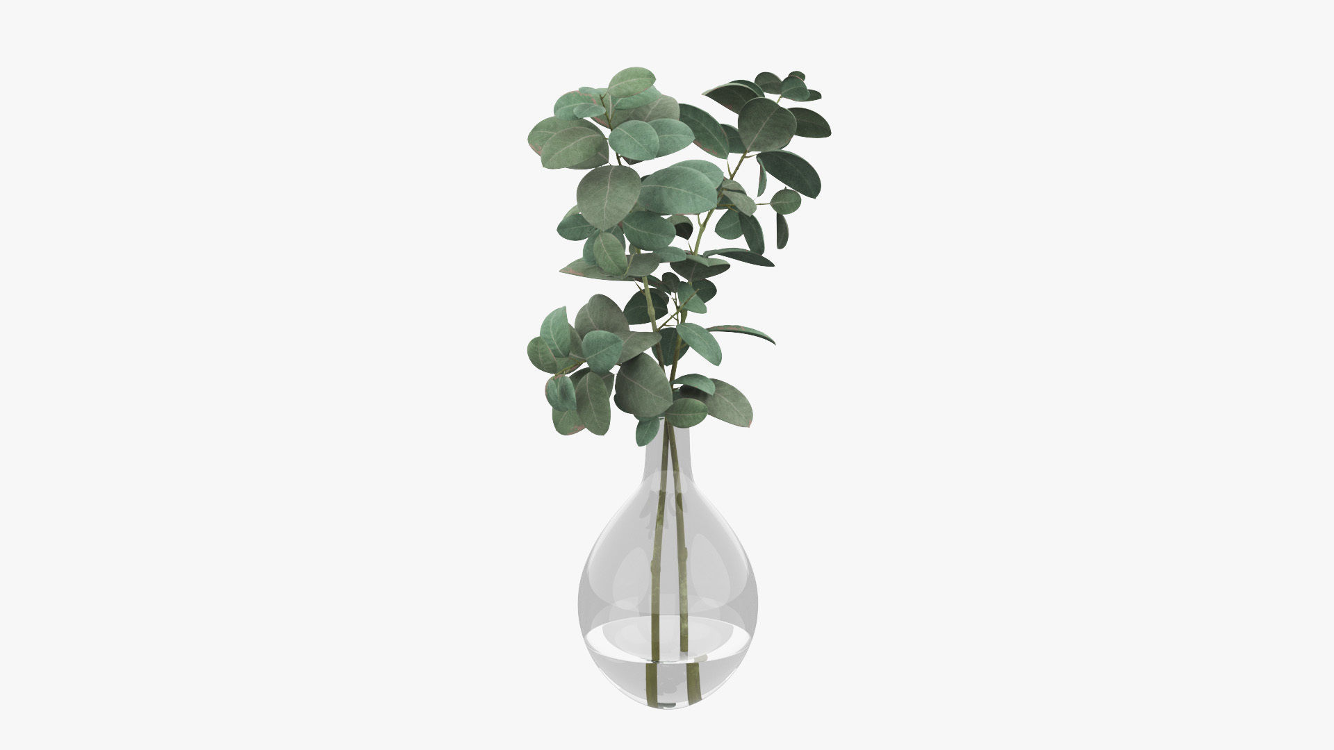 Eucalyptus Pot Plant Low-poly 3D model_2