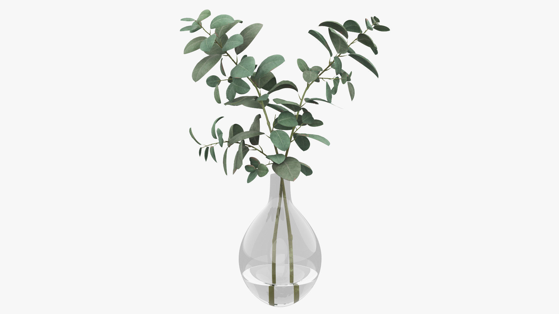 Eucalyptus Pot Plant Low-poly 3D model_29