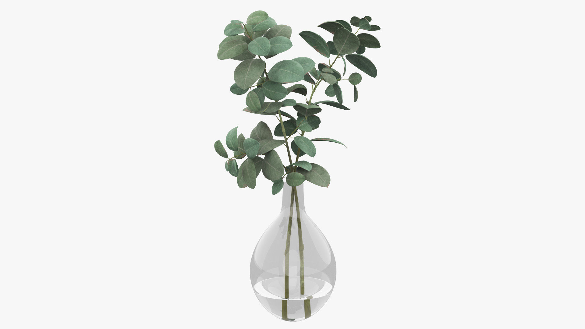 Eucalyptus Pot Plant Low-poly 3D model_30
