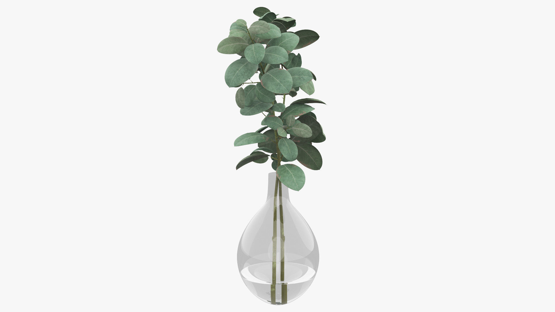 Eucalyptus Pot Plant Low-poly 3D model_25