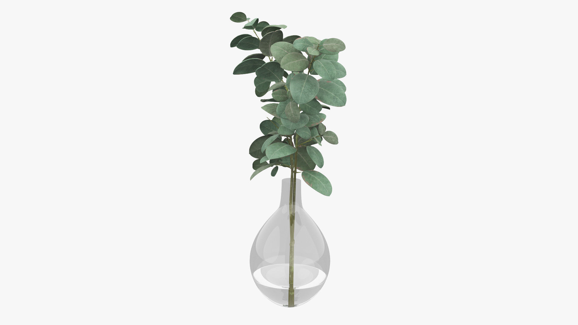 Eucalyptus Pot Plant Low-poly 3D model_6