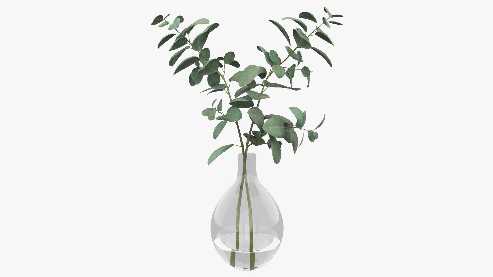 Eucalyptus Pot Plant Low-poly 3D model_22