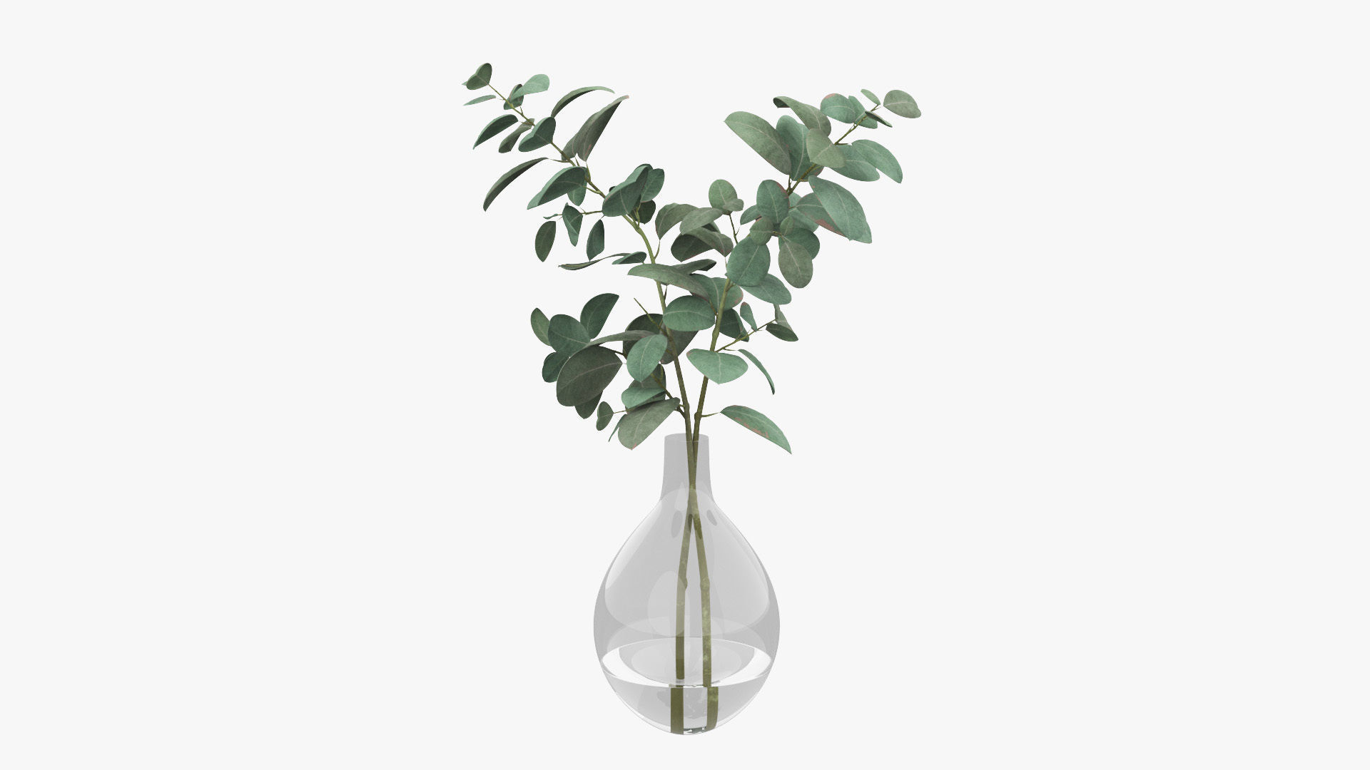 Eucalyptus Pot Plant Low-poly 3D model_5