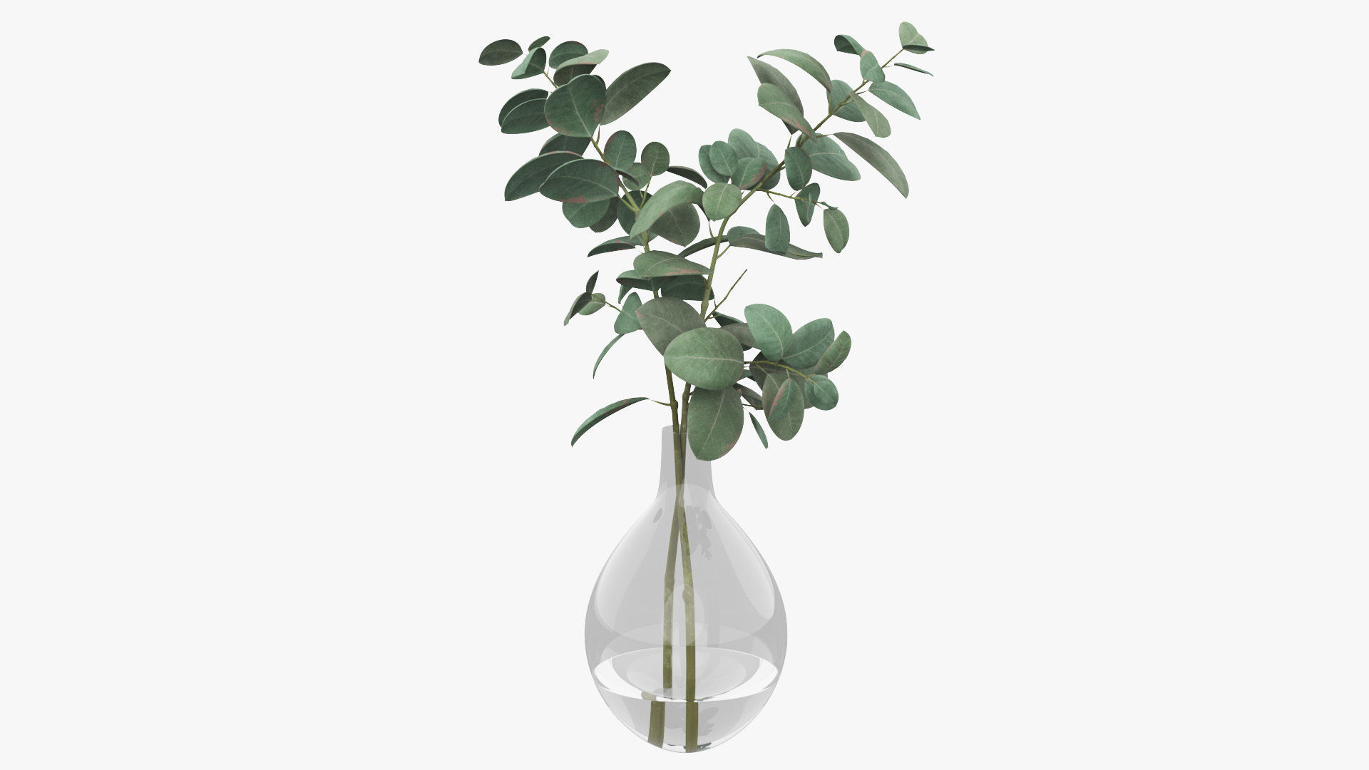 Eucalyptus Pot Plant Low-poly 3D model_21