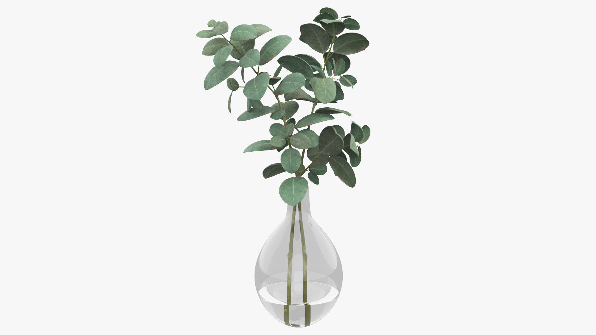 Eucalyptus Pot Plant Low-poly 3D model_24