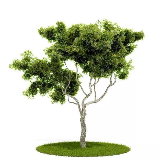 Tree   Green Plant 3D model_0