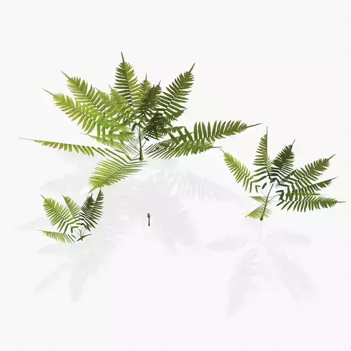 Fern pack - low poly
