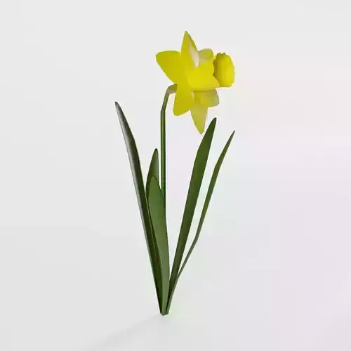 Narcissus Pseudonarcissus Low-poly 3D model Narcissus Pseudonarcissus Low-poly 3D model