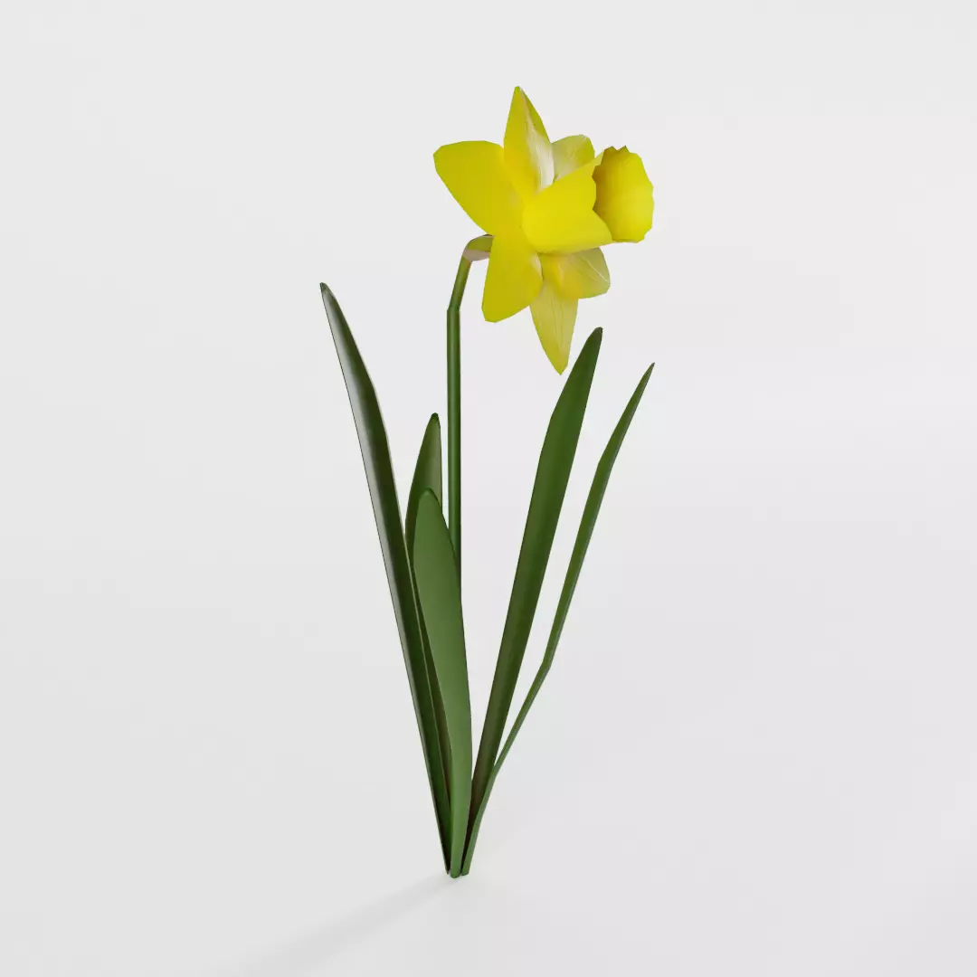 Narcissus Pseudonarcissus Low-poly 3D model_0
