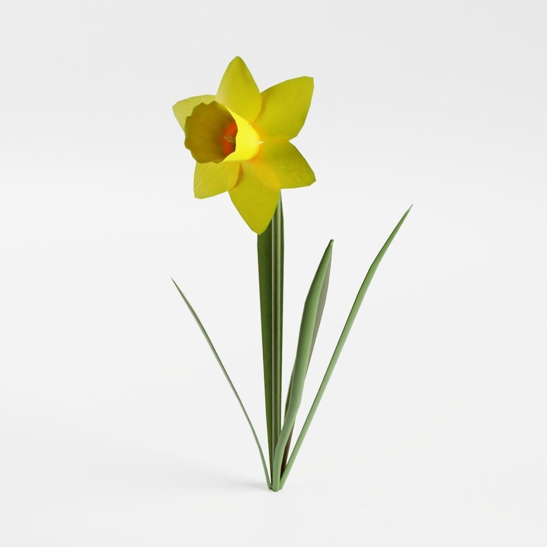 Narcissus Pseudonarcissus Low-poly 3D model_1