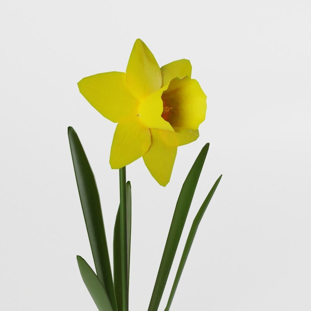 Narcissus Pseudonarcissus Low-poly 3D model_2