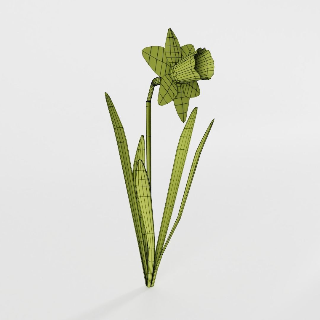 Narcissus Pseudonarcissus Low-poly 3D model_3