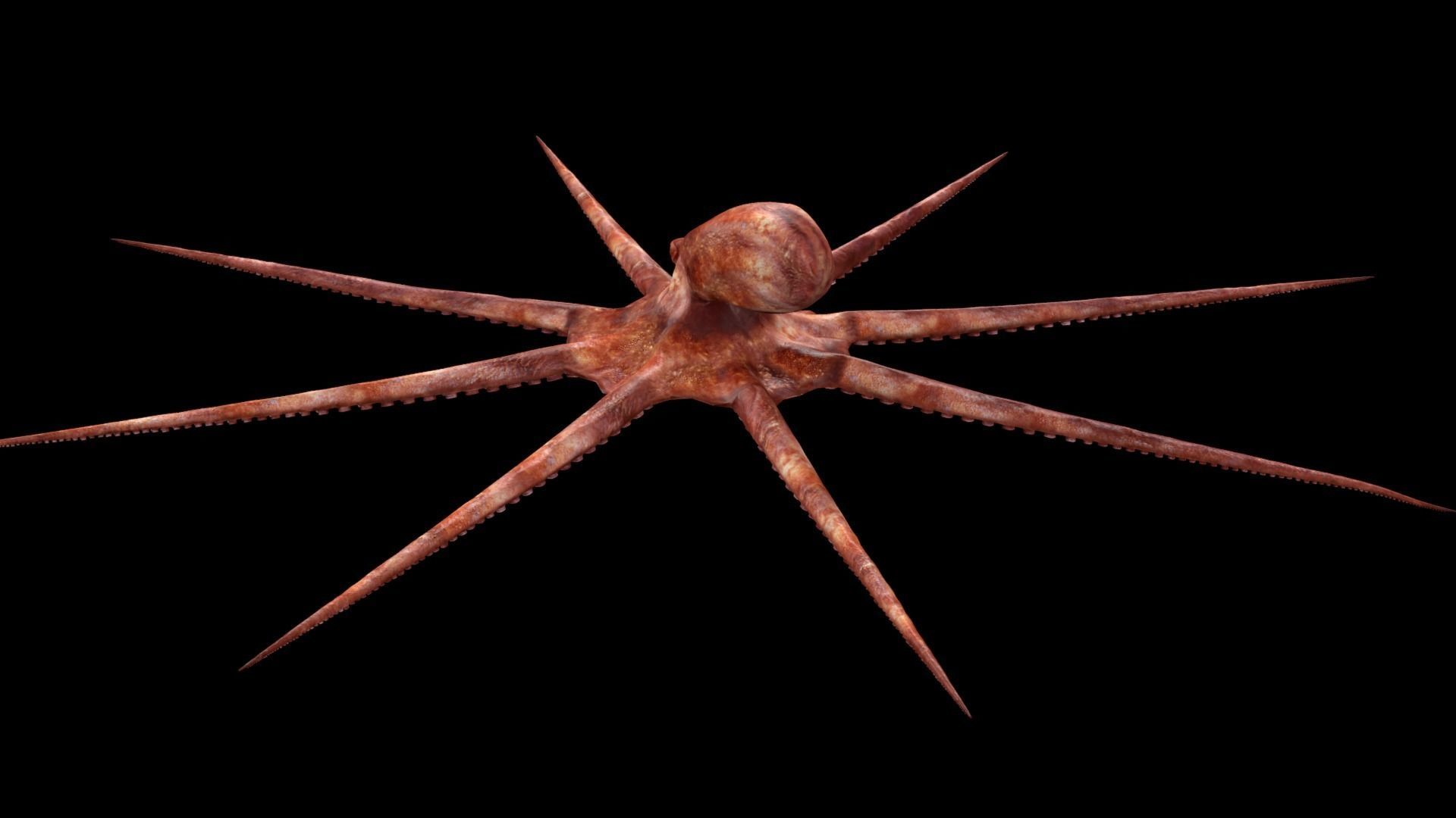 Octopus Rigged 3D model_7