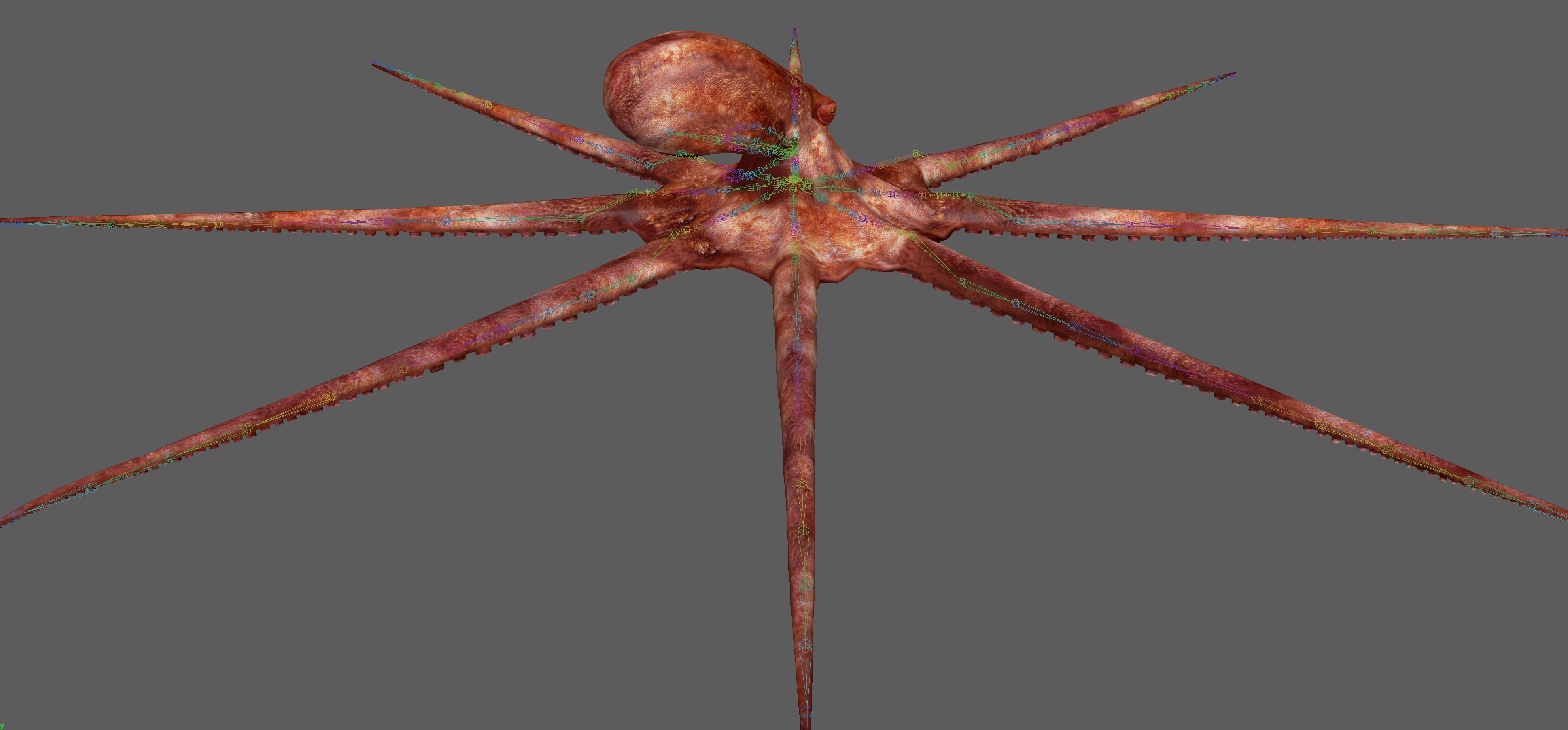 Octopus Rigged 3D model_20