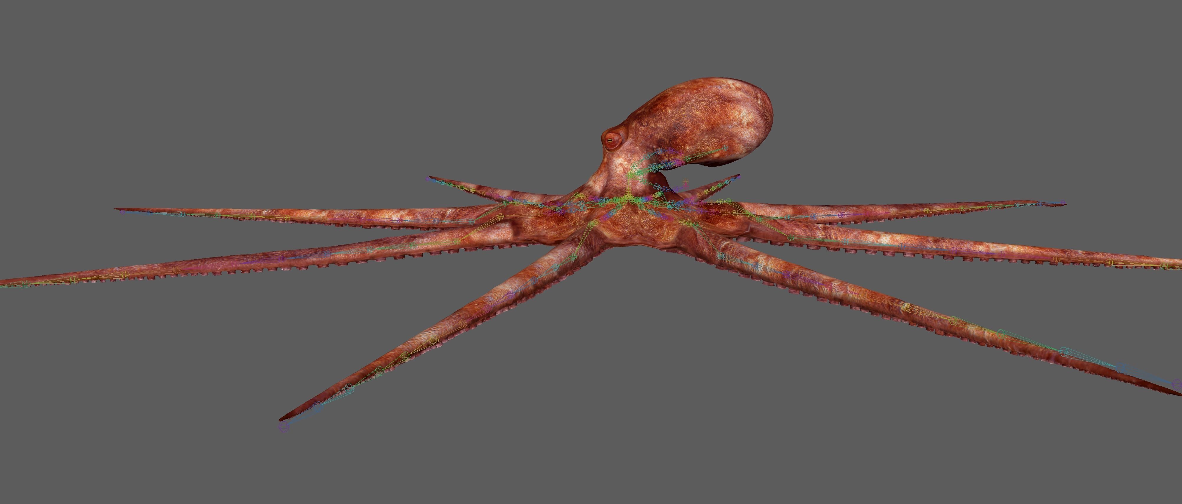 Octopus Rigged 3D model_22