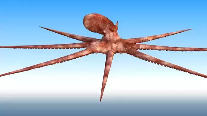 Octopus Rigged 3D model