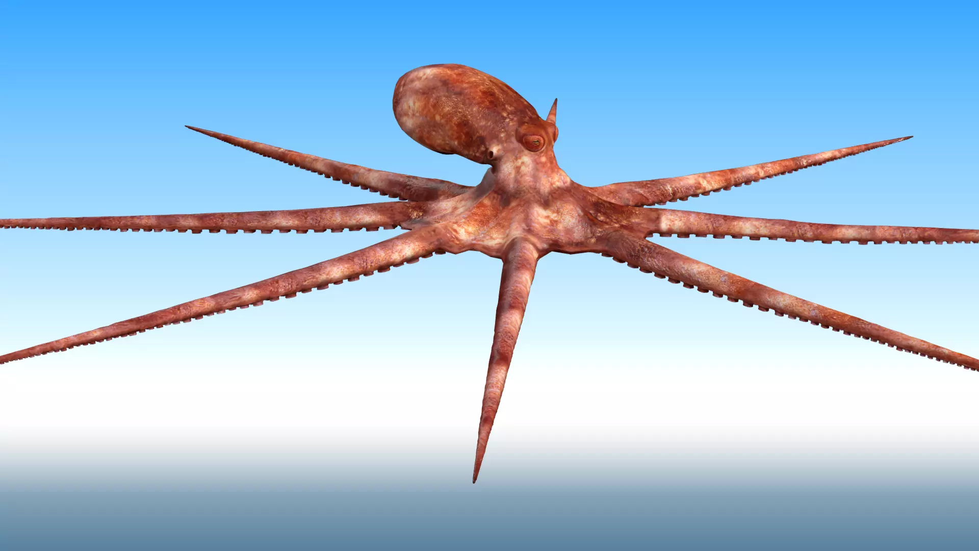 Octopus Rigged 3D model_0