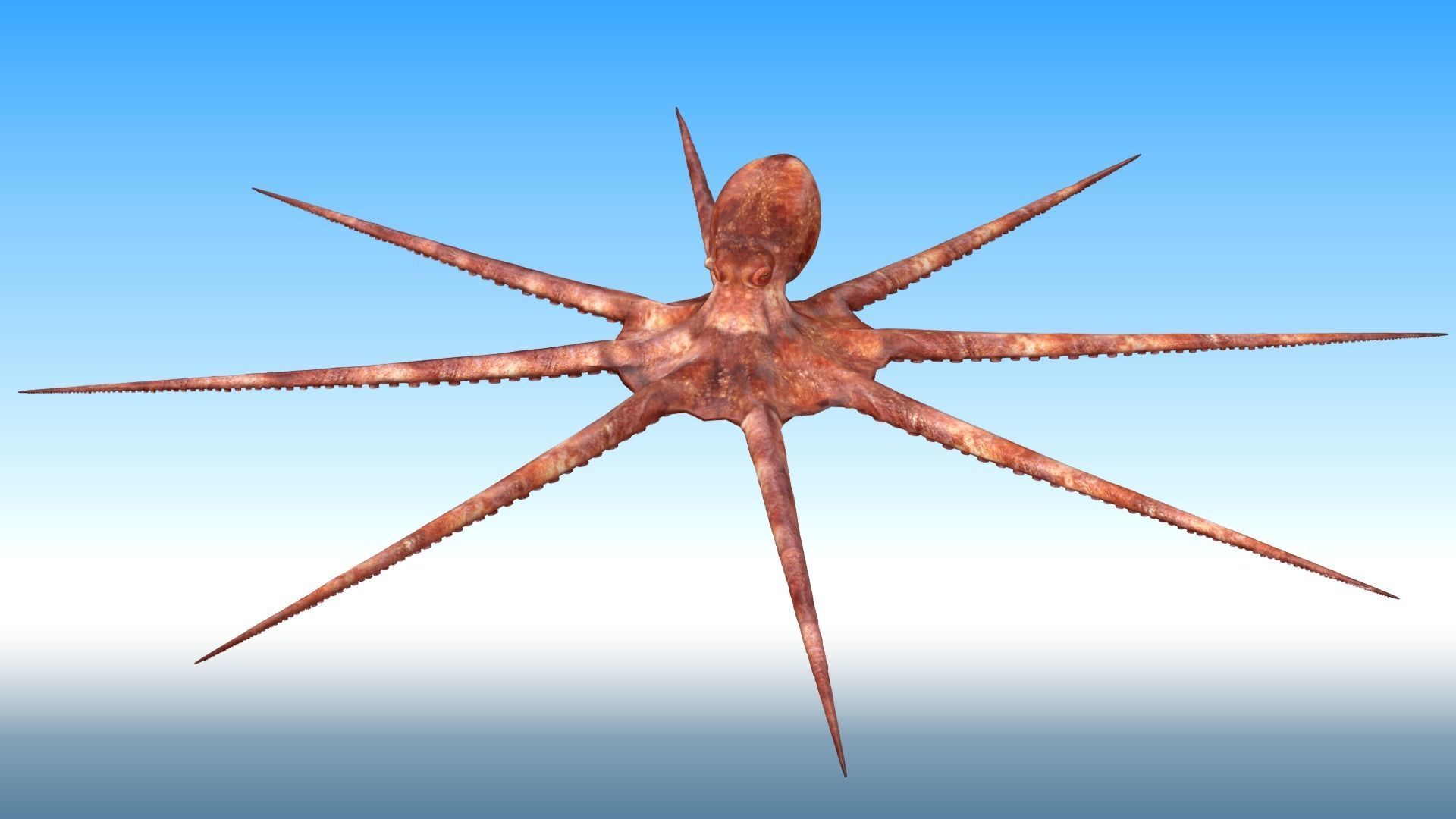 Octopus Rigged 3D model_1