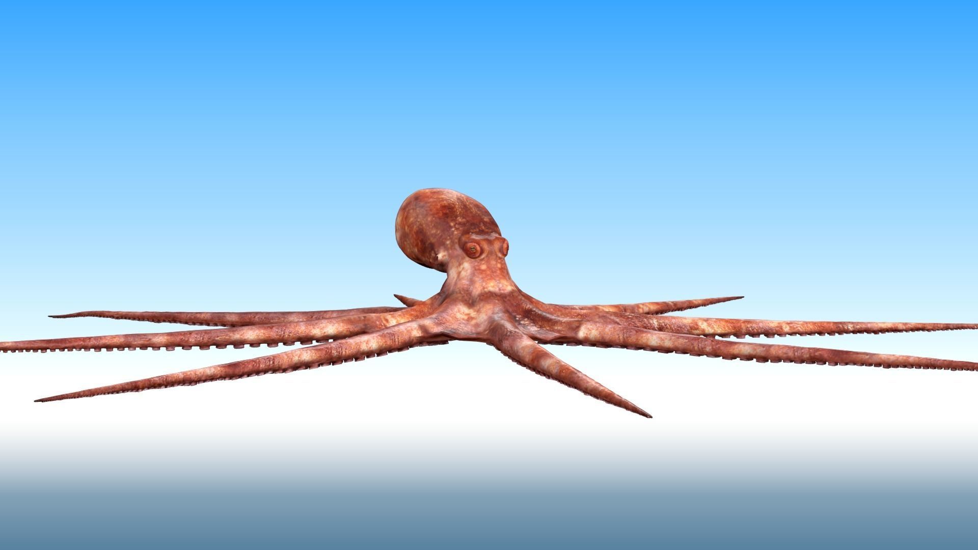 Octopus Rigged 3D model_4