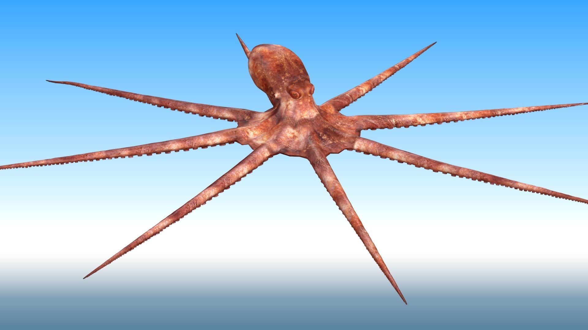 Octopus Rigged 3D model_2