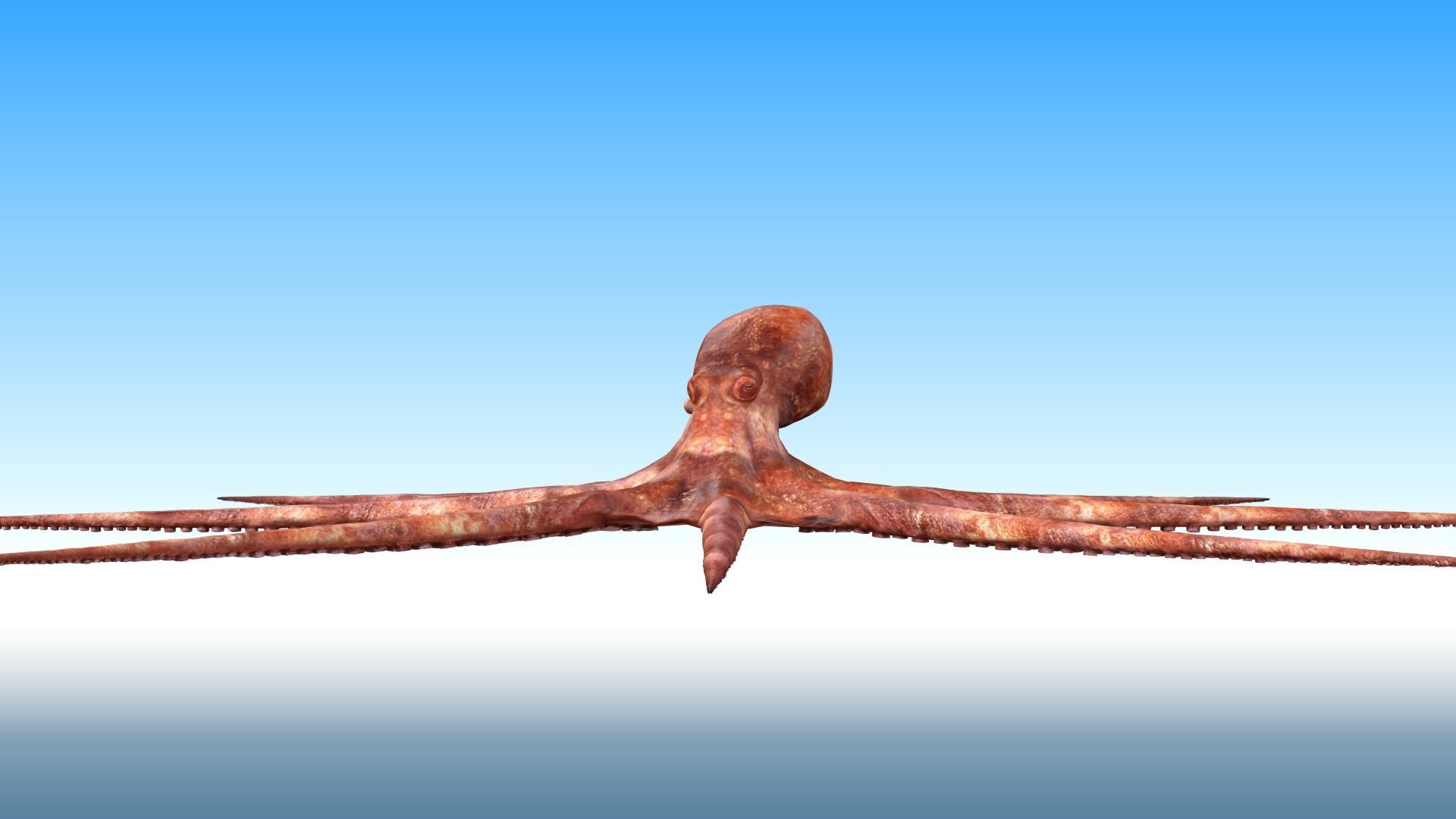 Octopus Rigged 3D model_3