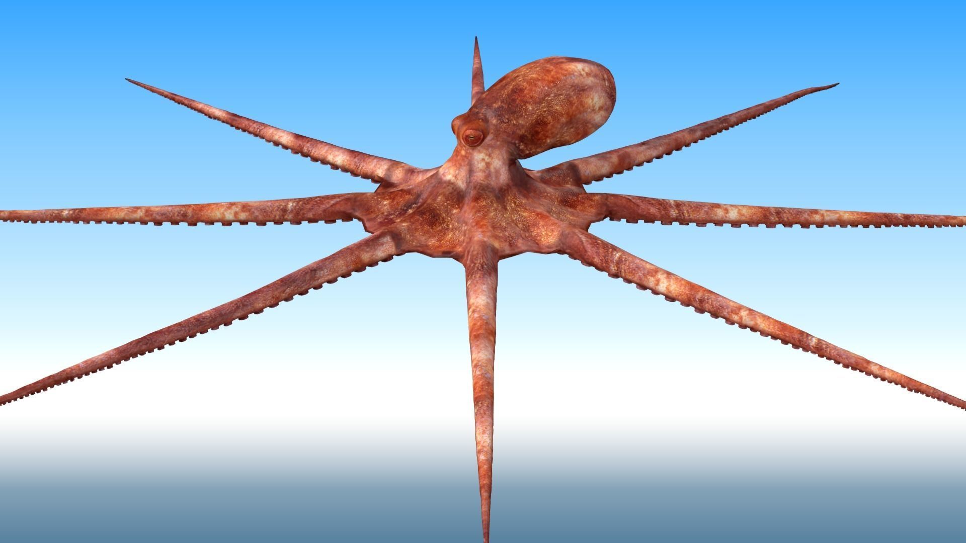 Octopus Rigged 3D model_6