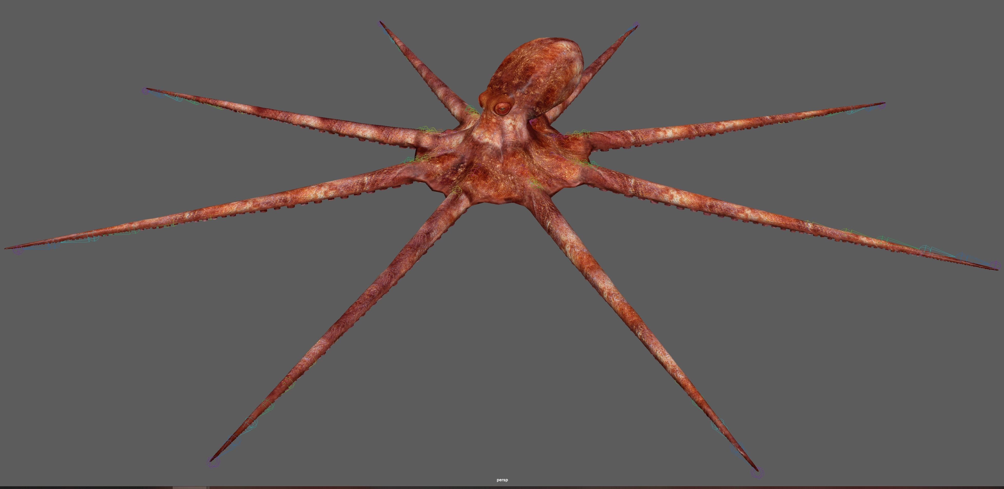 Octopus Rigged 3D model_8