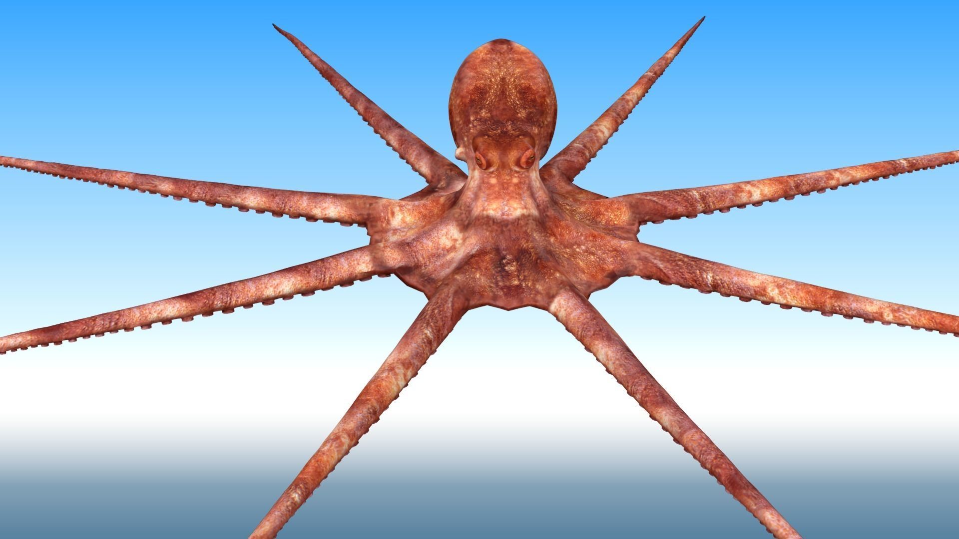 Octopus Rigged 3D model_5