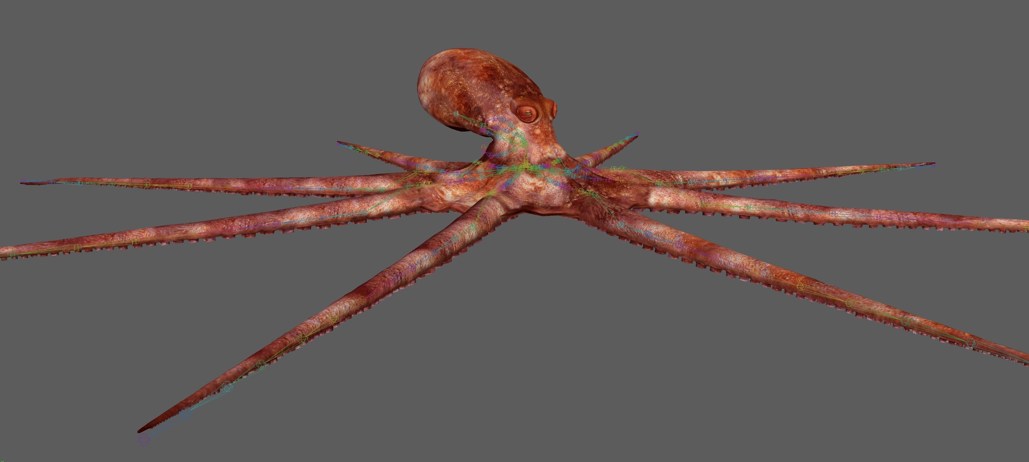 Octopus Rigged 3D model_18