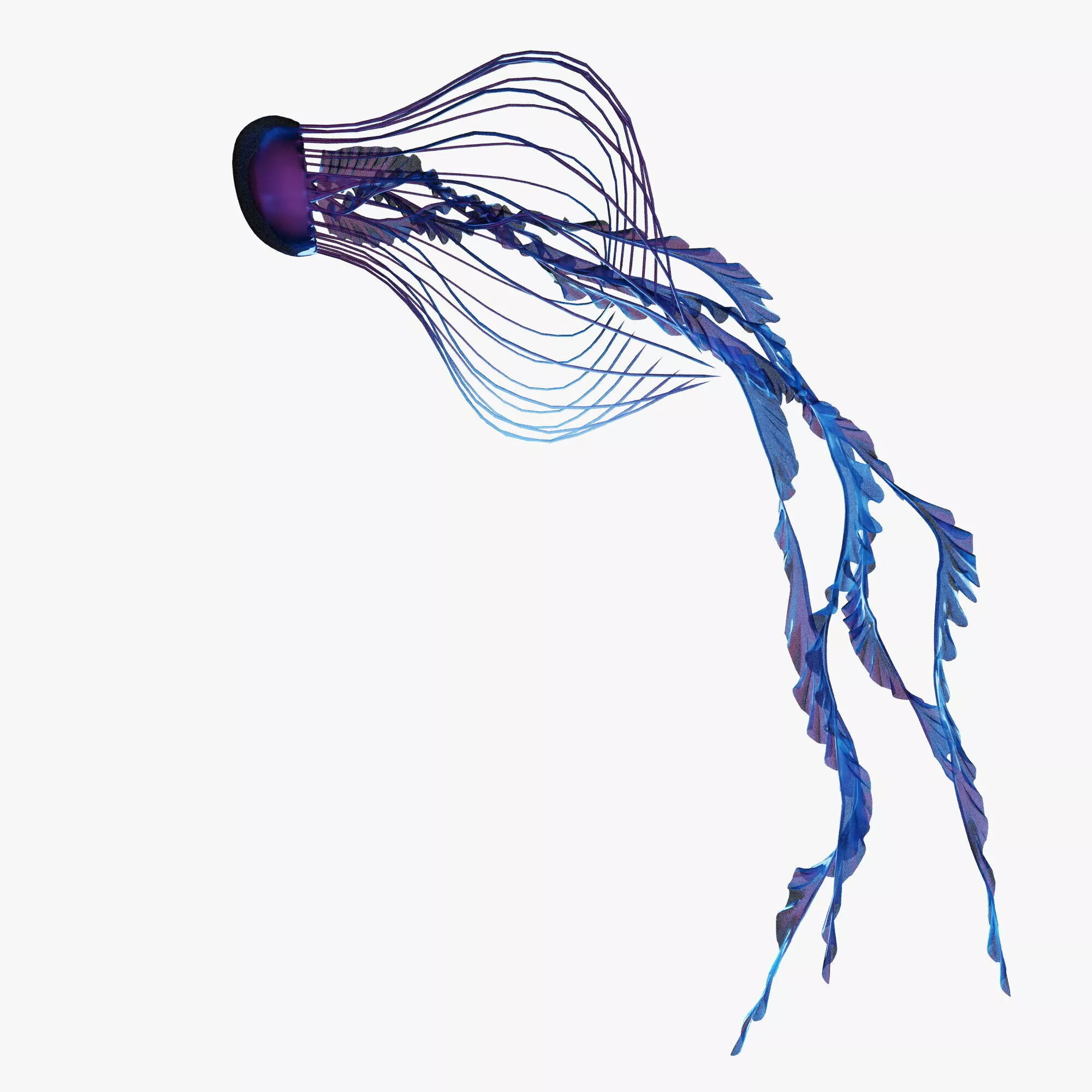 Jellyfish 3D model