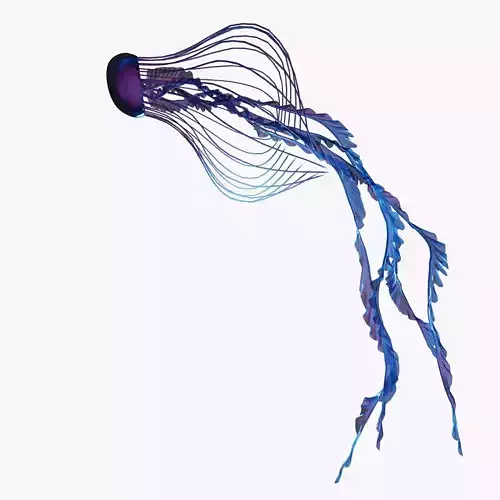 Jellyfish 3D model