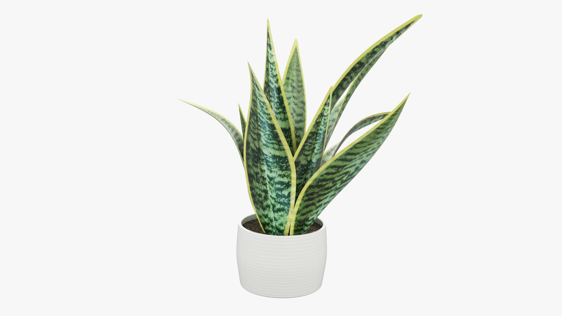 Sansevieria Pot Plant Low-poly 3D model_6
