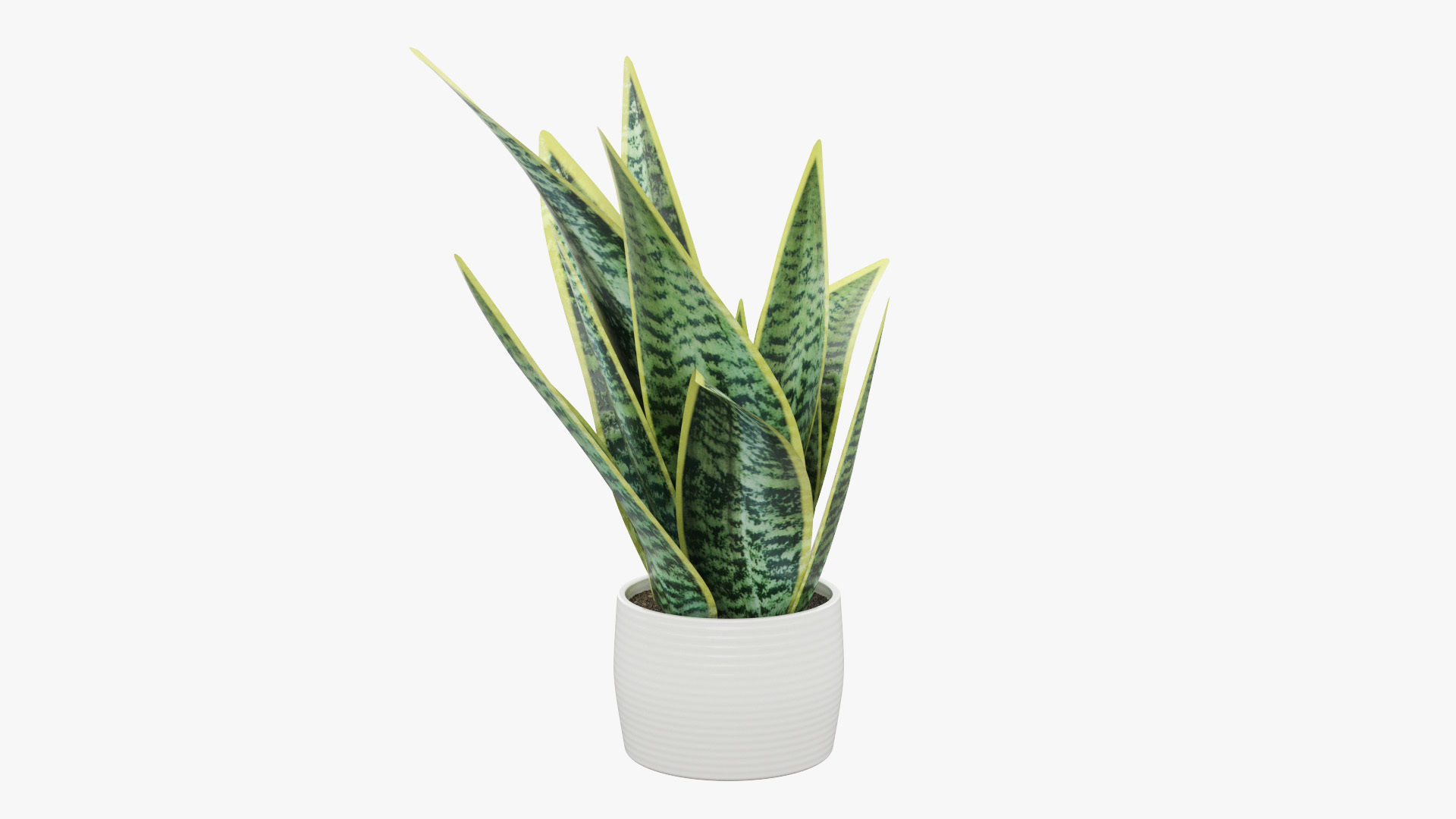 Sansevieria Pot Plant Low-poly 3D model_22