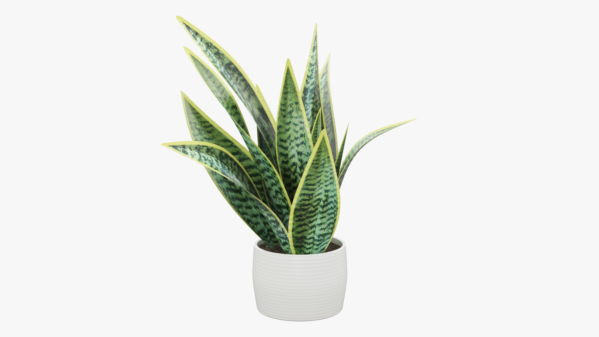 Sansevieria Pot Plant Low-poly 3D model_21
