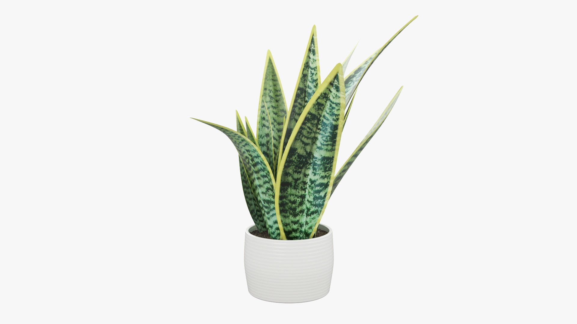 Sansevieria Pot Plant Low-poly 3D model_5