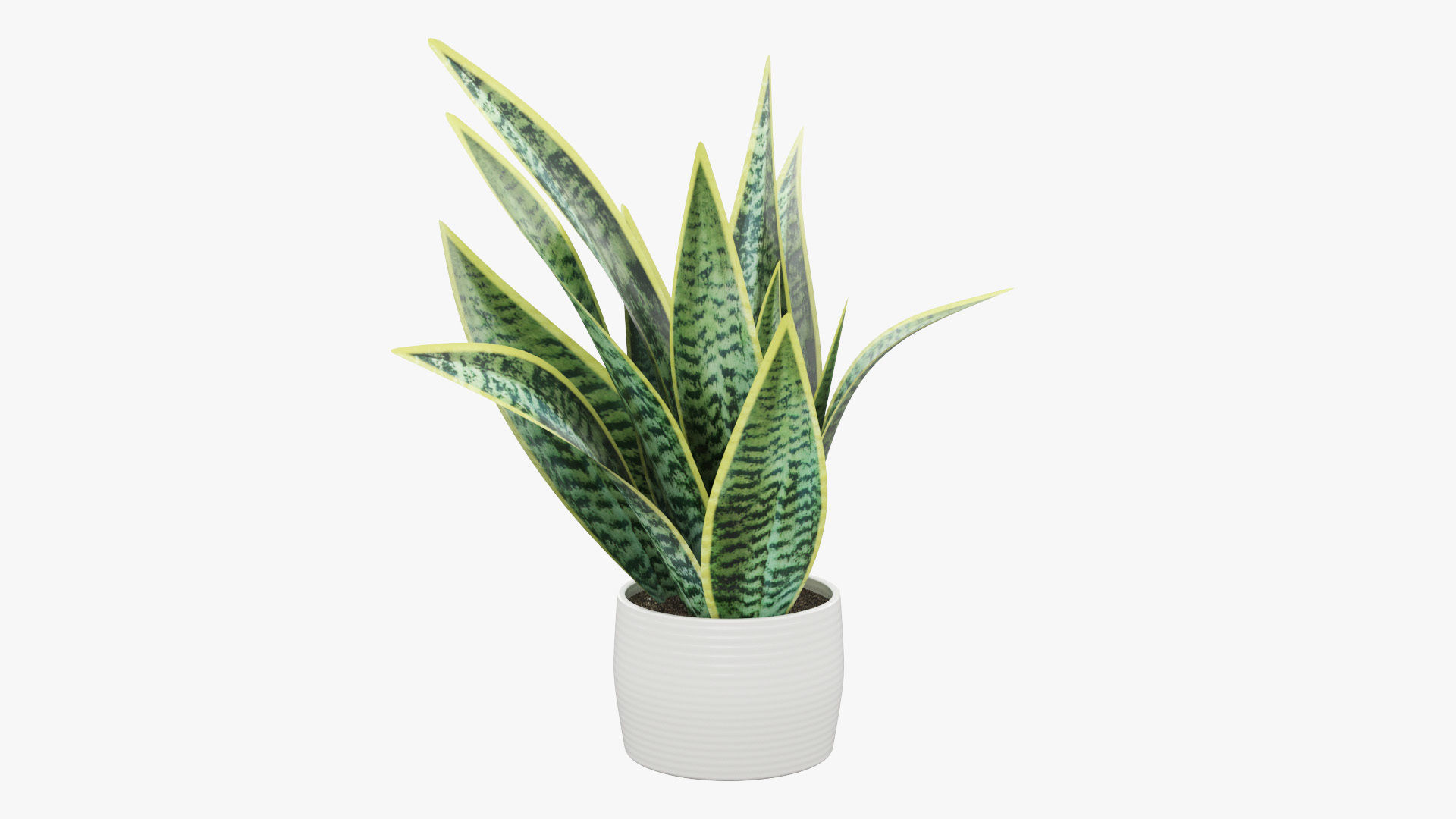 Sansevieria Pot Plant Low-poly 3D model_32