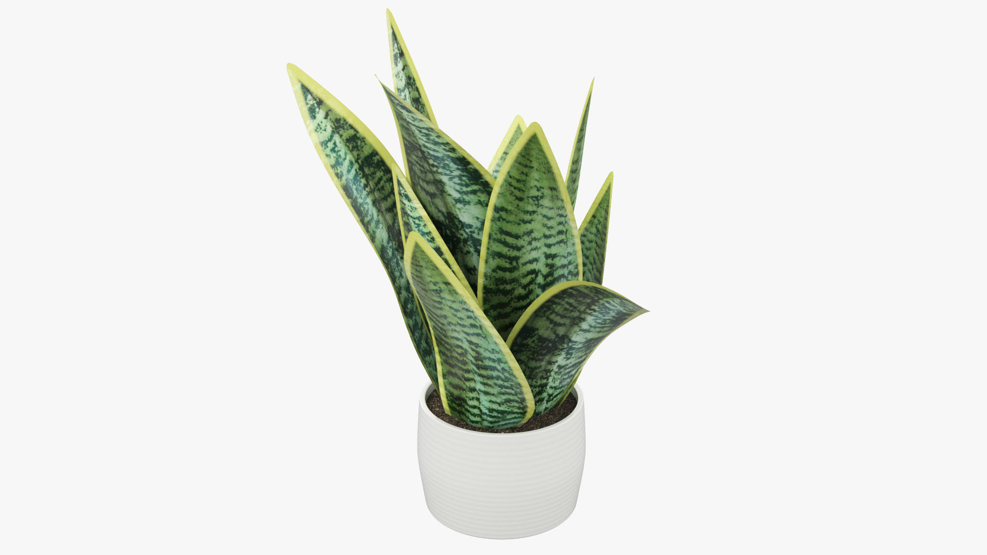 Sansevieria Pot Plant Low-poly 3D model_7