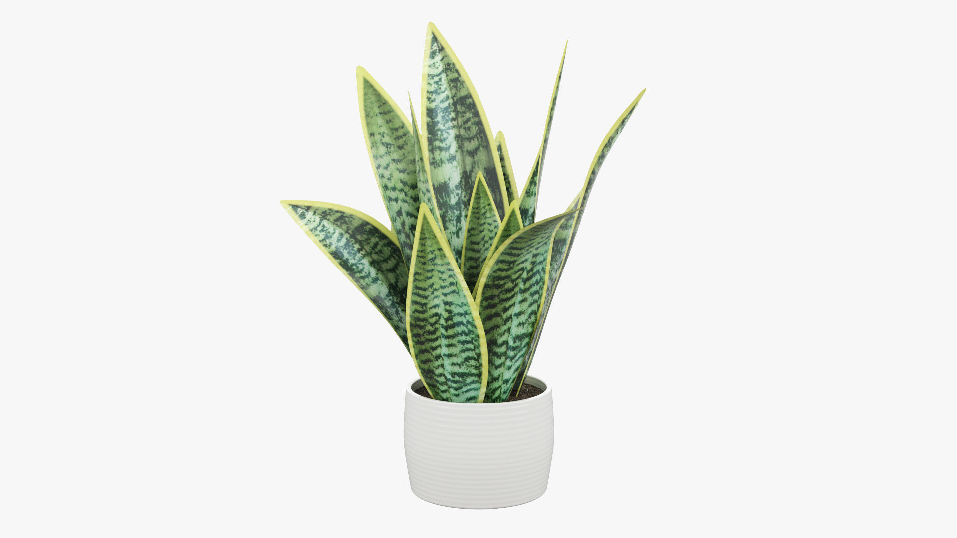 Sansevieria Pot Plant Low-poly 3D model_2