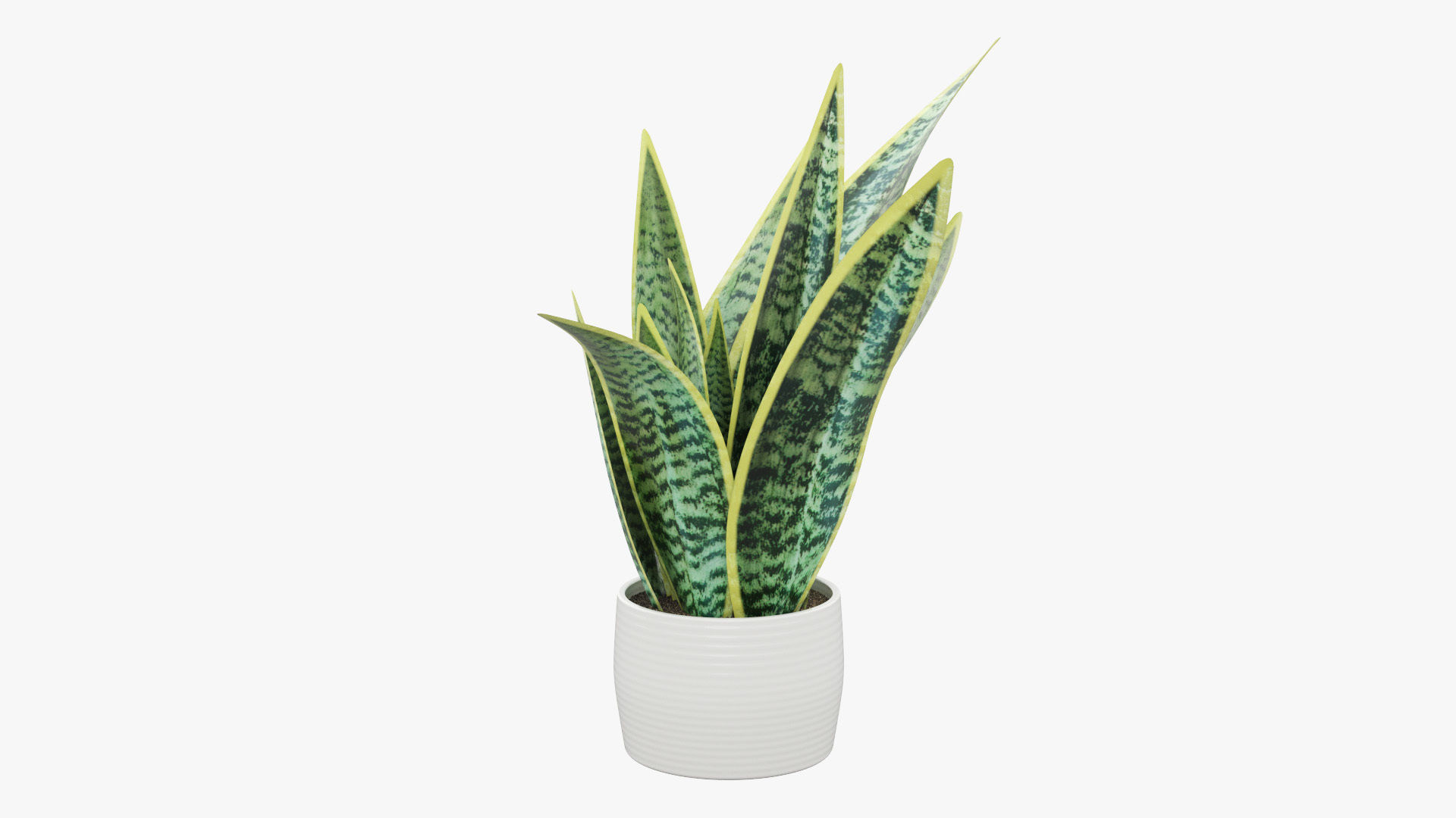 Sansevieria Pot Plant Low-poly 3D model_28