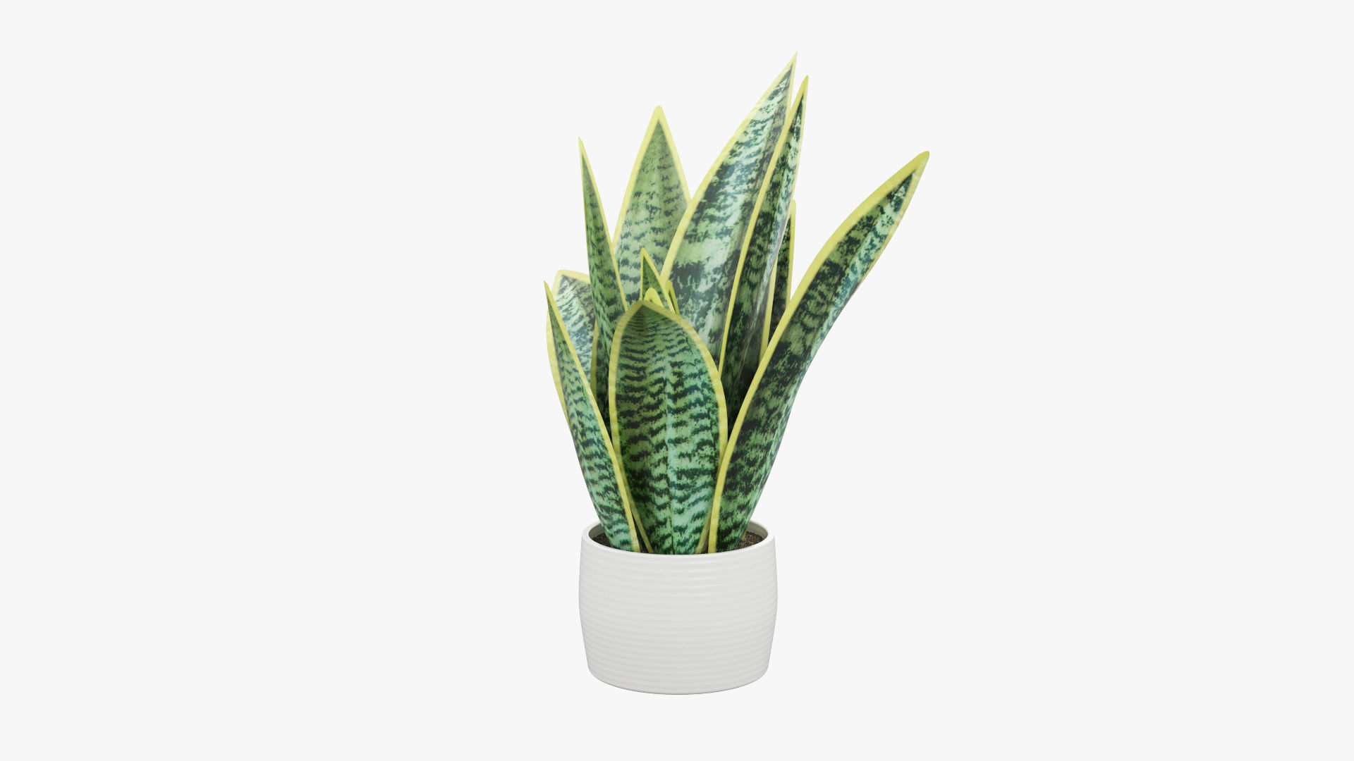Sansevieria Pot Plant Low-poly 3D model_1