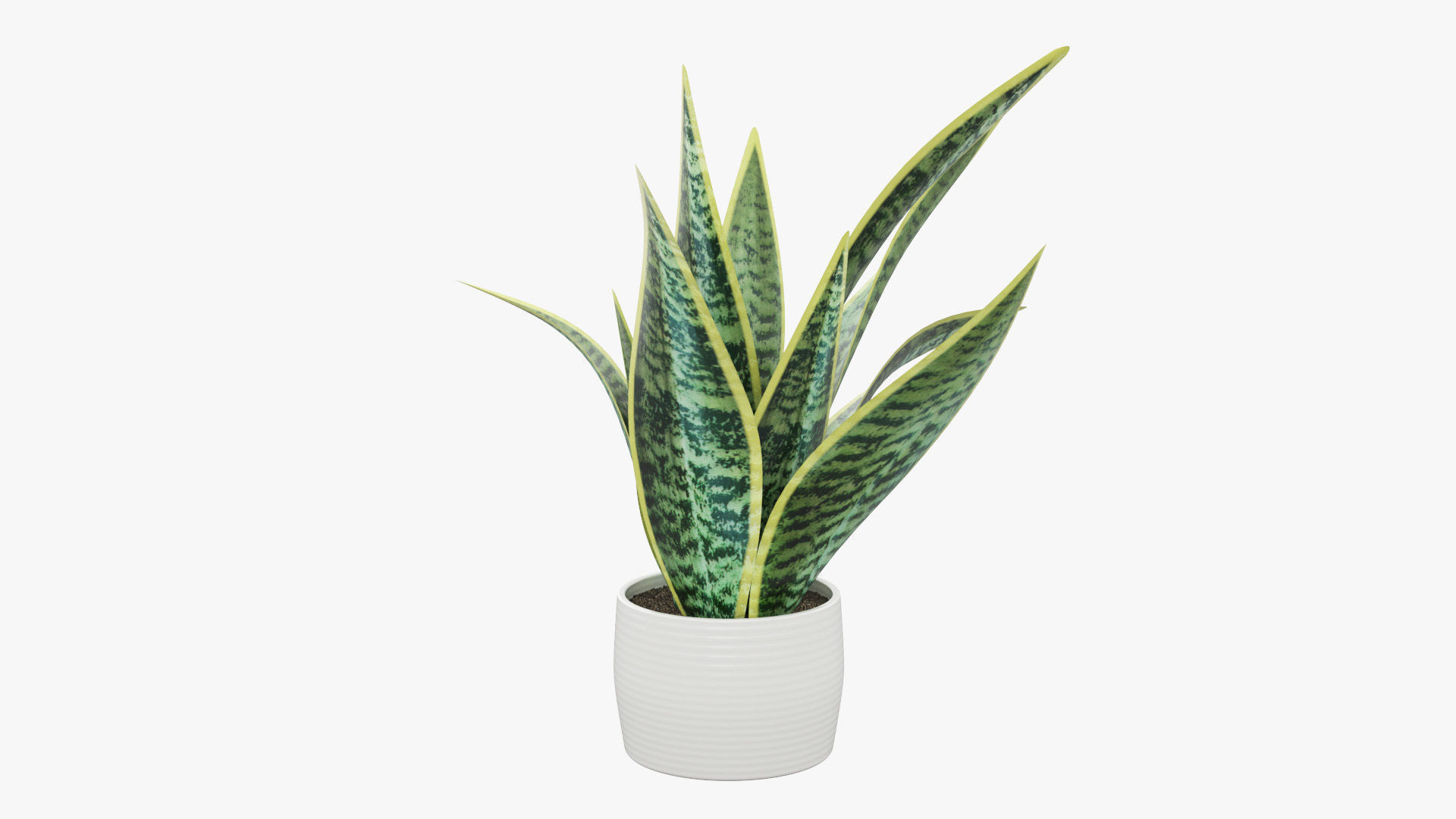 Sansevieria Pot Plant Low-poly 3D model_26