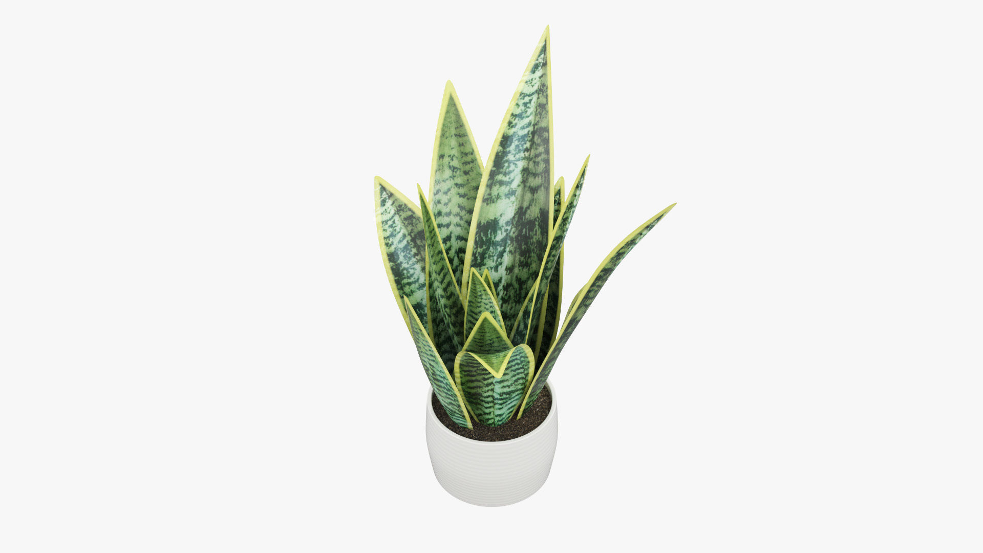 Sansevieria Pot Plant Low-poly 3D model_4