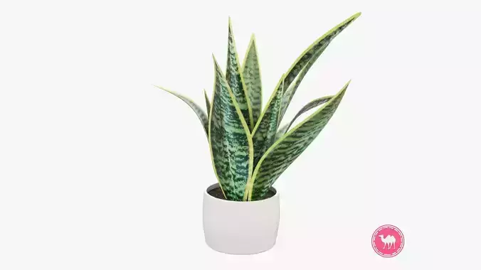 Sansevieria Pot Plant Low-poly 3D model