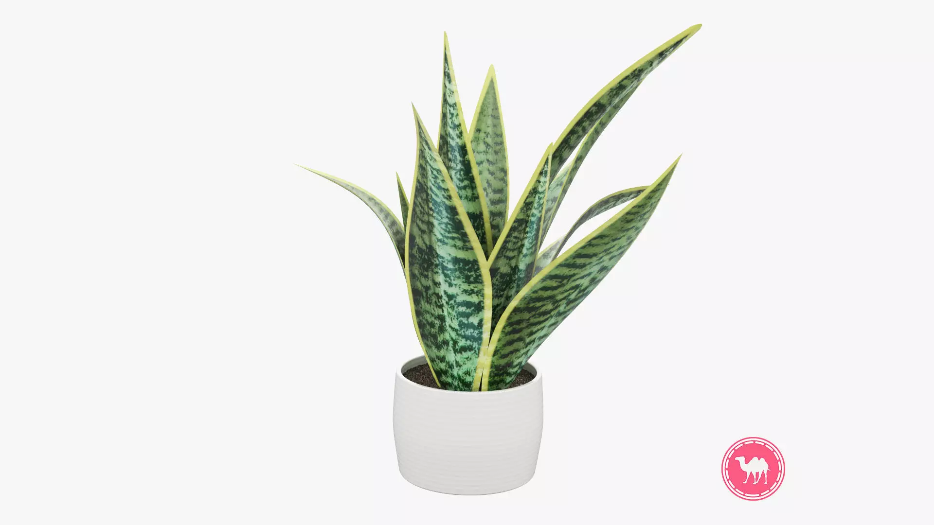 Sansevieria Pot Plant Low-poly 3D model_0