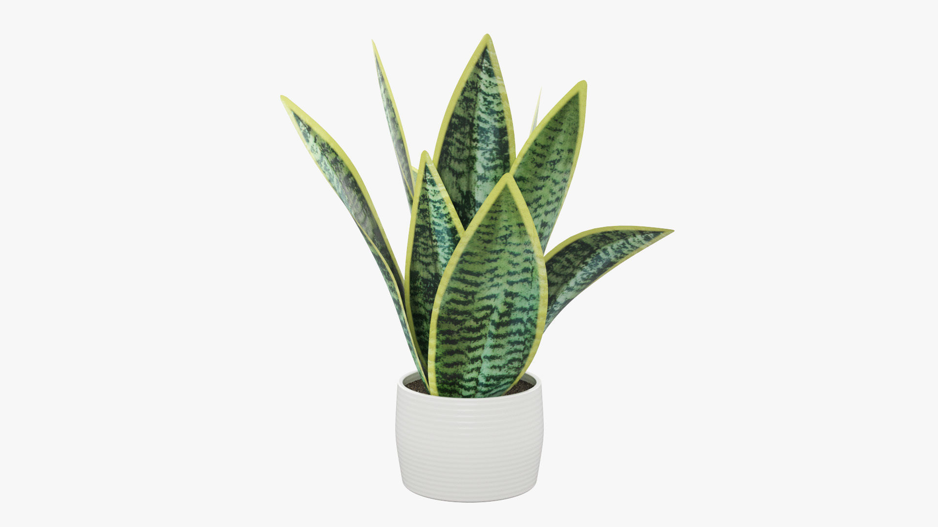 Sansevieria Pot Plant Low-poly 3D model_24