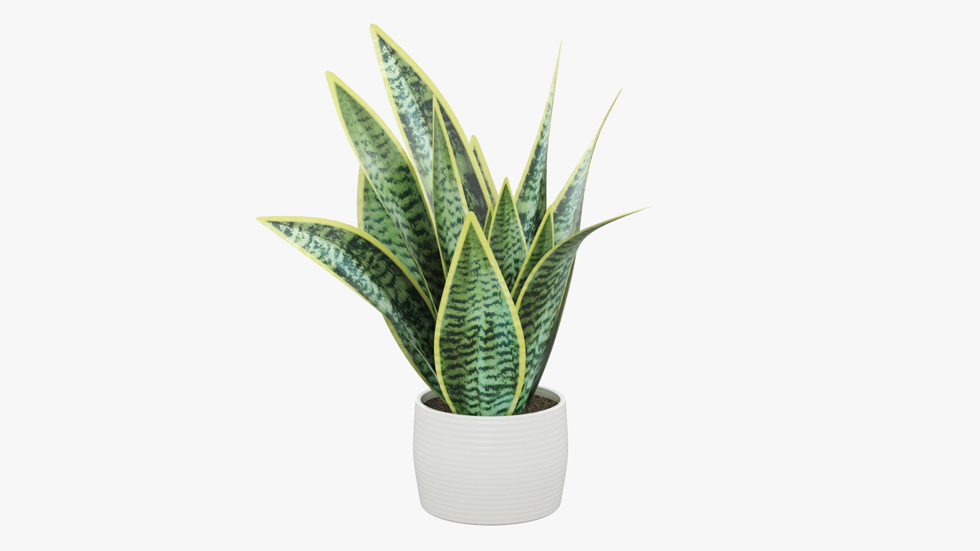 Sansevieria Pot Plant Low-poly 3D model_31
