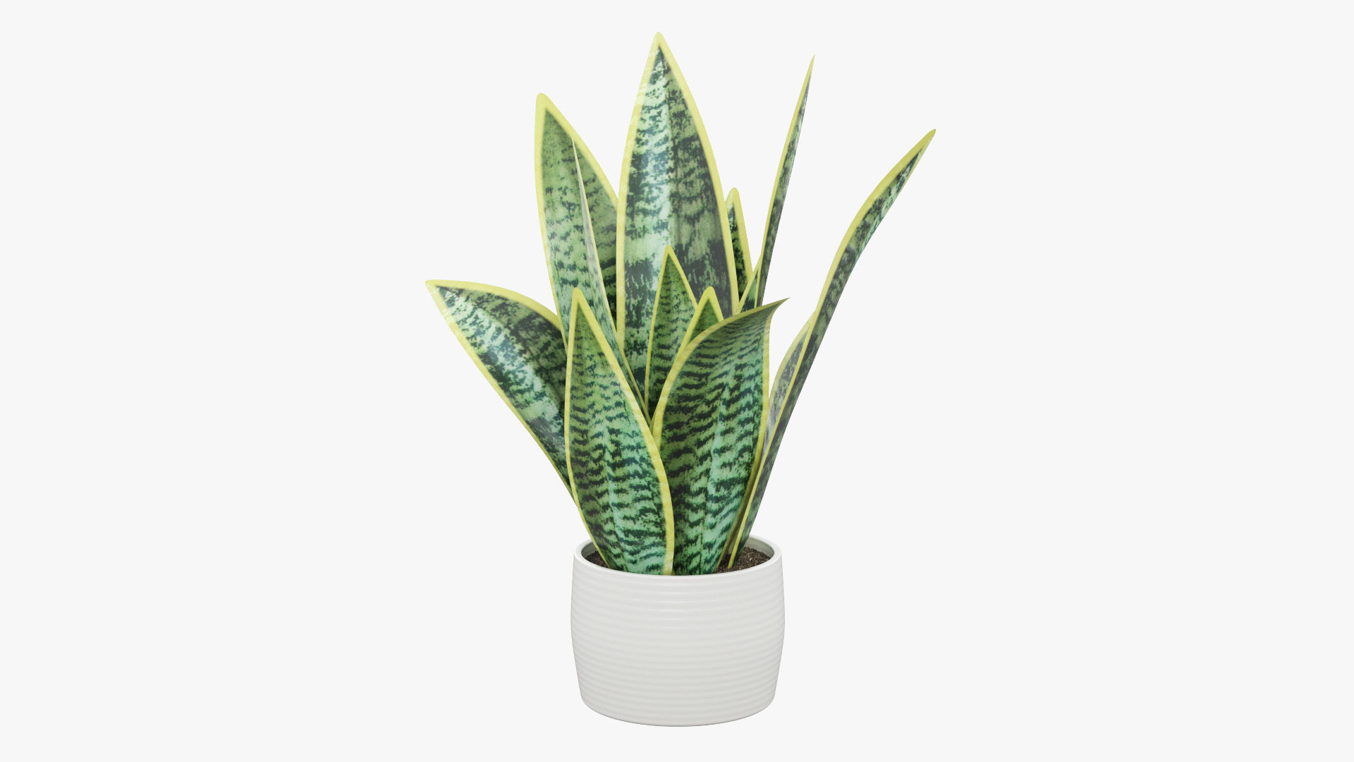 Sansevieria Pot Plant Low-poly 3D model_30