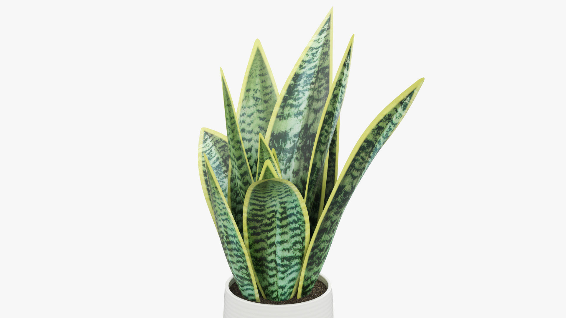 Sansevieria Pot Plant Low-poly 3D model_9