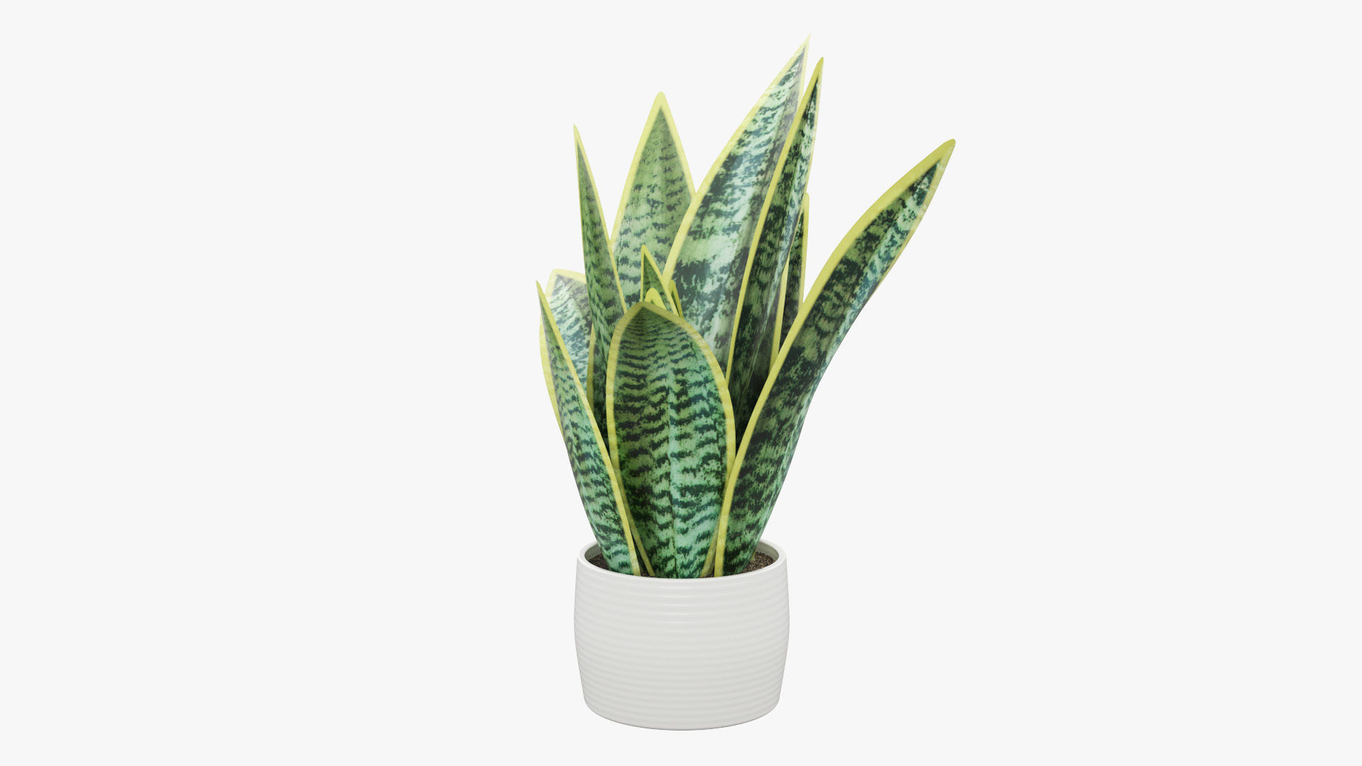 Sansevieria Pot Plant Low-poly 3D model_29