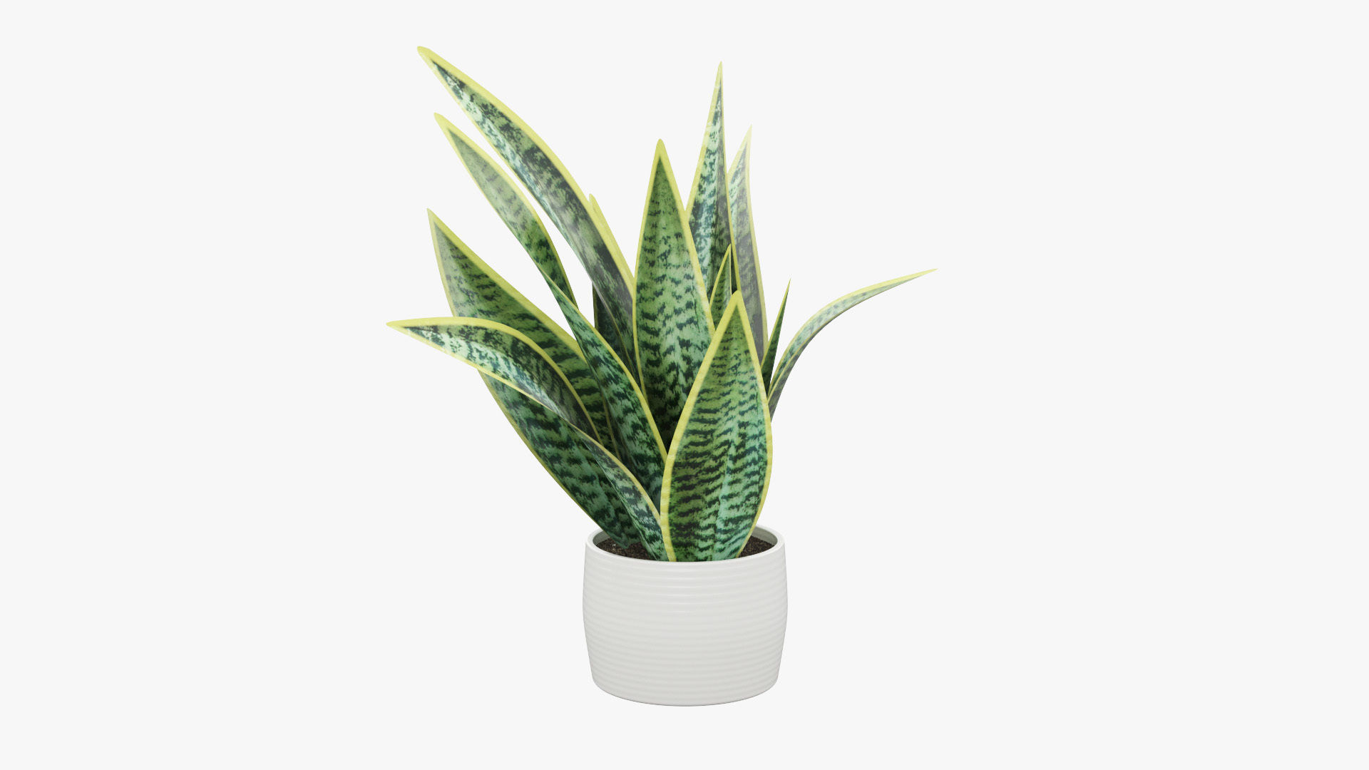 Sansevieria Pot Plant Low-poly 3D model_3